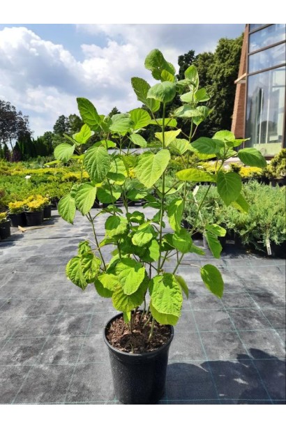 Гортензія деревоподібна Аннабель - 3л/вис.40-60см/Ø30-40см